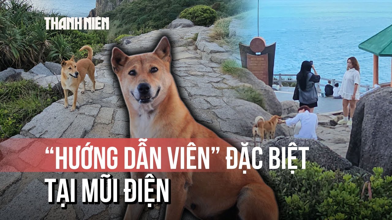 “Bạn chó Vàng”: Hướng dẫn viên thân thiện của du khách Mũi Điện