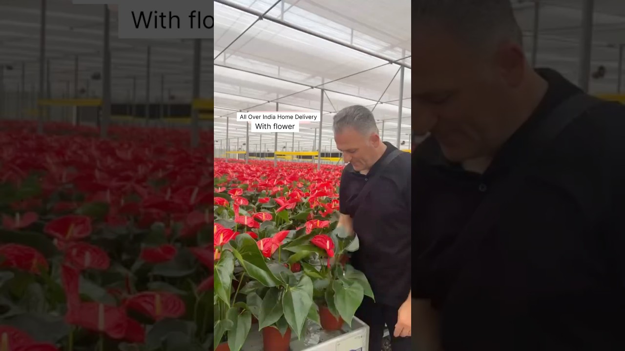 Rare Imported Anthurium Plant Online Shopping 🪴 #anthurium #plants #flowers #gardening