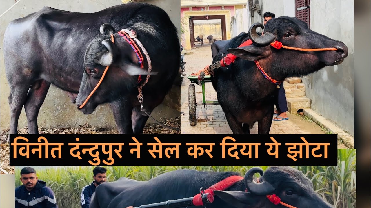 बिना टंडी कांटे के झोटा ने दिखाया 40 का मीटर अब भी विनीत भाई के पास घर पर हे ईस्पसल वाला झोटा 