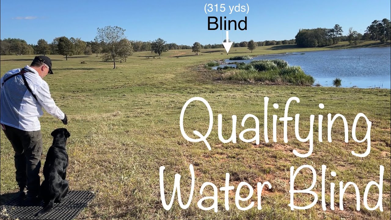 Qualifying Retriever Field Trial - Water Blind (Rose Country Retriever Club)