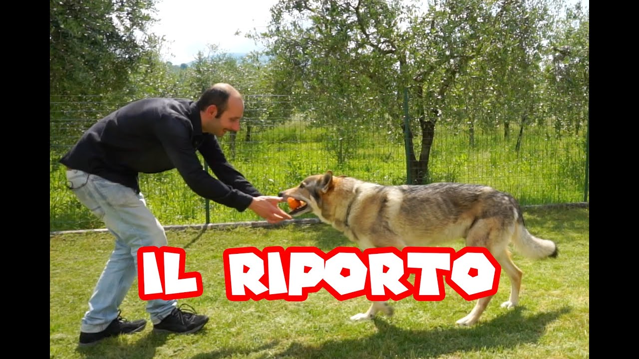 |Tutorial - Il Riporto|