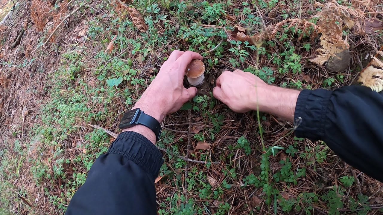 Сбор лисичек и подберезовиков