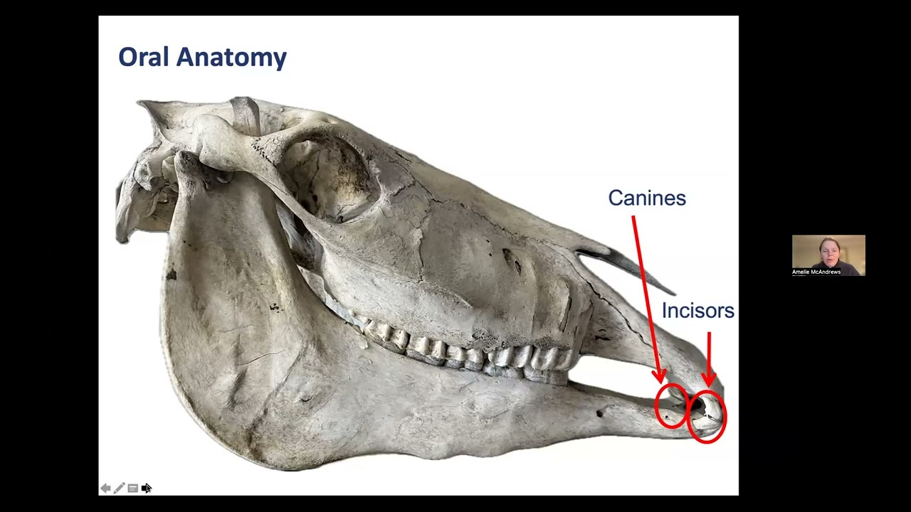 Sinking Your Teeth into Equine Dentistry