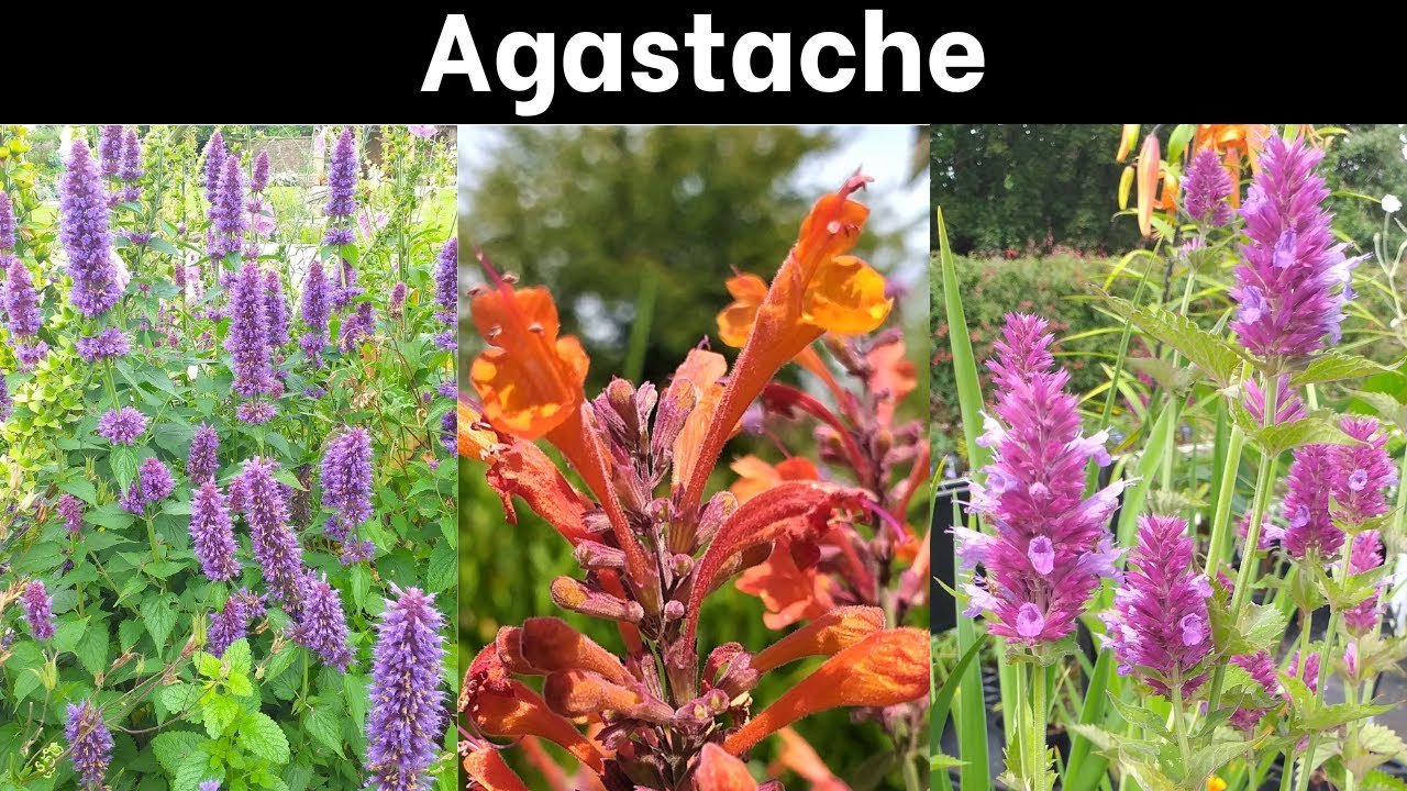 Growing Agastache
