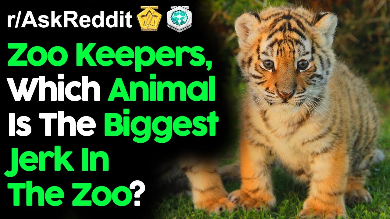 Zoo Keepers, Which Animal Is The Biggest Jerk? (r/AskReddit Top Posts | Reddit Stories)