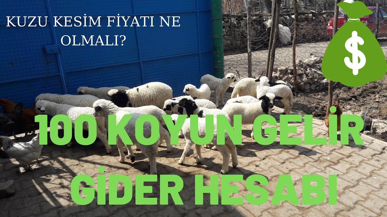 GÜNCEL YEM FİYATLARIYLA 100 KOYUN GELİR GİDER HESABI. KUZU KESİM FİYATI NE OLMALI? AYLIK GELİR NEDİR