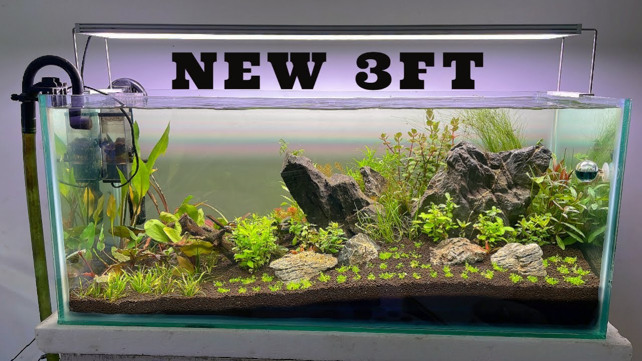 New 3 Ft Planted Tank | Complete Planted Aquarium Setup | Planted Tank Guide In Hindi