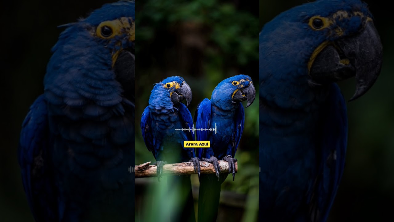 Som de Arara Azul | Canto de Arara Azul #shorts