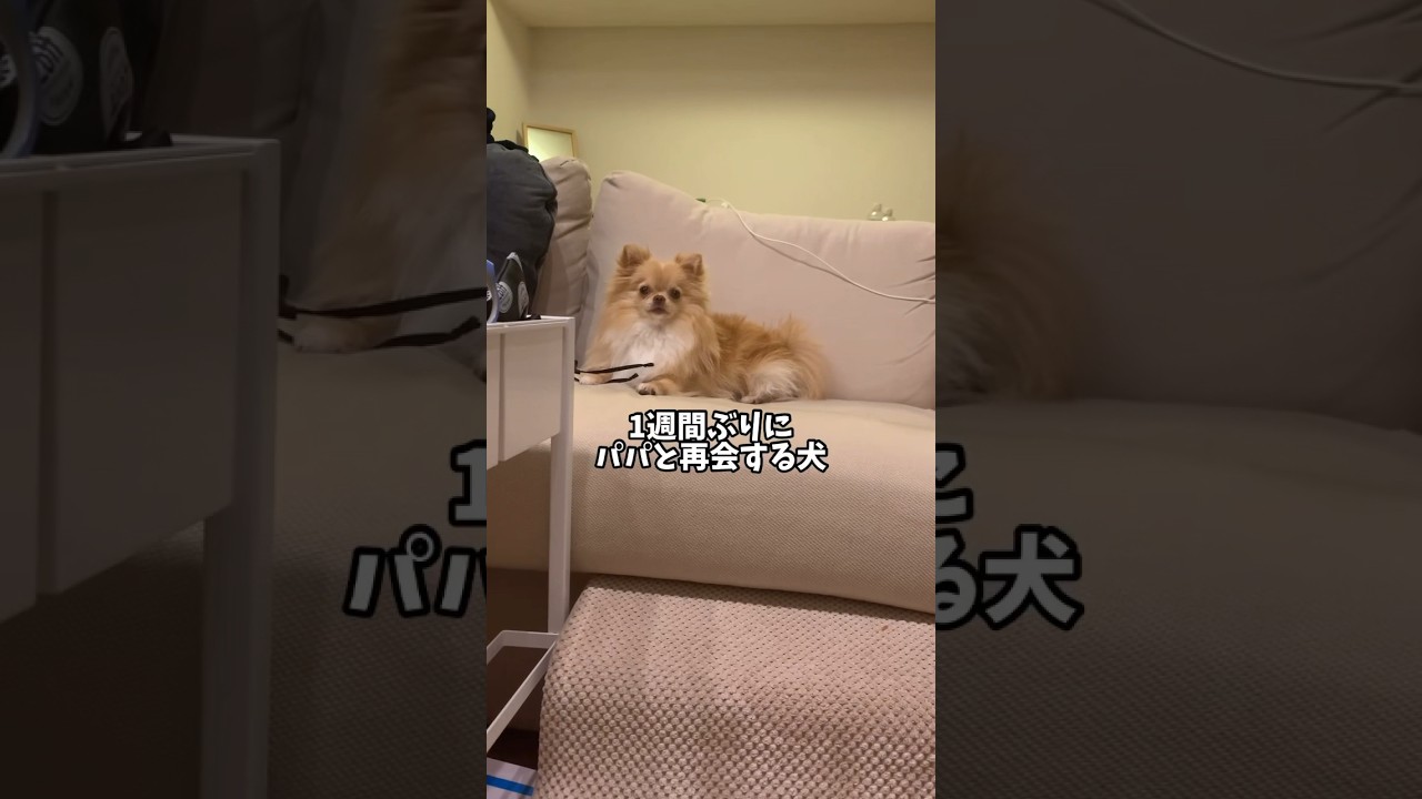 1週間ぶりにパパと再会するポメチワの反応 #shorts #犬 #ポメチワ #子犬 #癒し #いぬ #犬のいる暮らし #dog