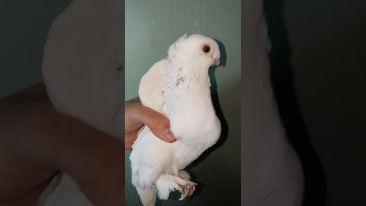 حمام تربيه البلكونه 