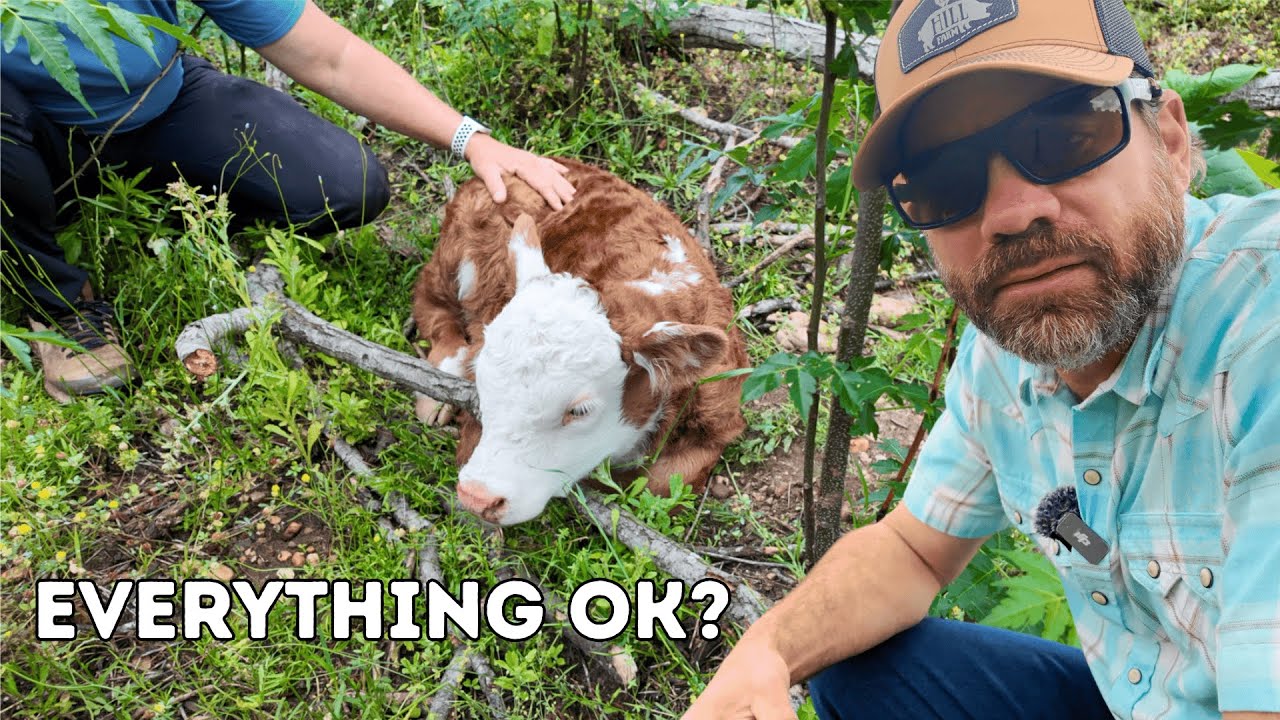 Is The Baby Calf OK?