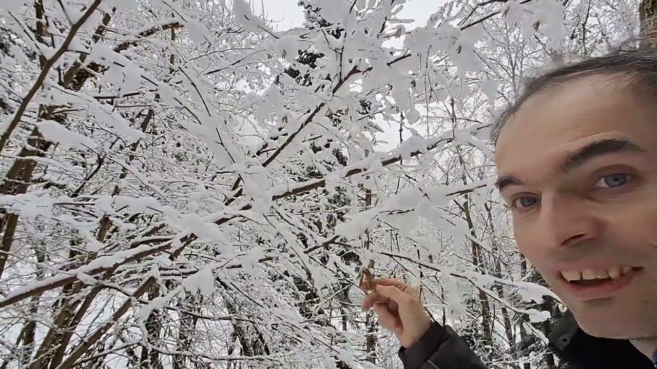 Luchs Spuren im Schnee und Winterpilze Schlüchttal Canyon/Winterfelder Laufenburg 