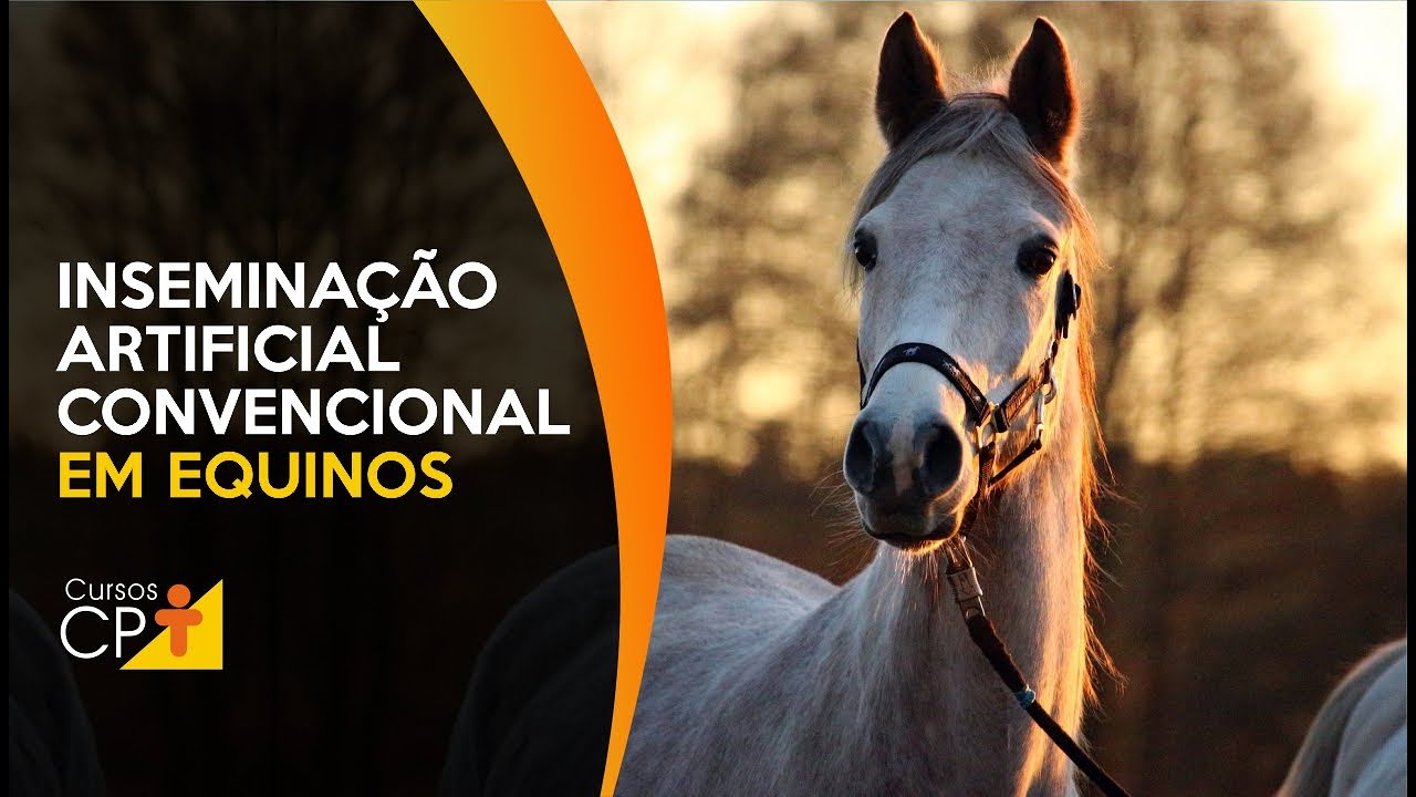 Técnica de inseminação artificial convencional em equinos l Cursos CPT