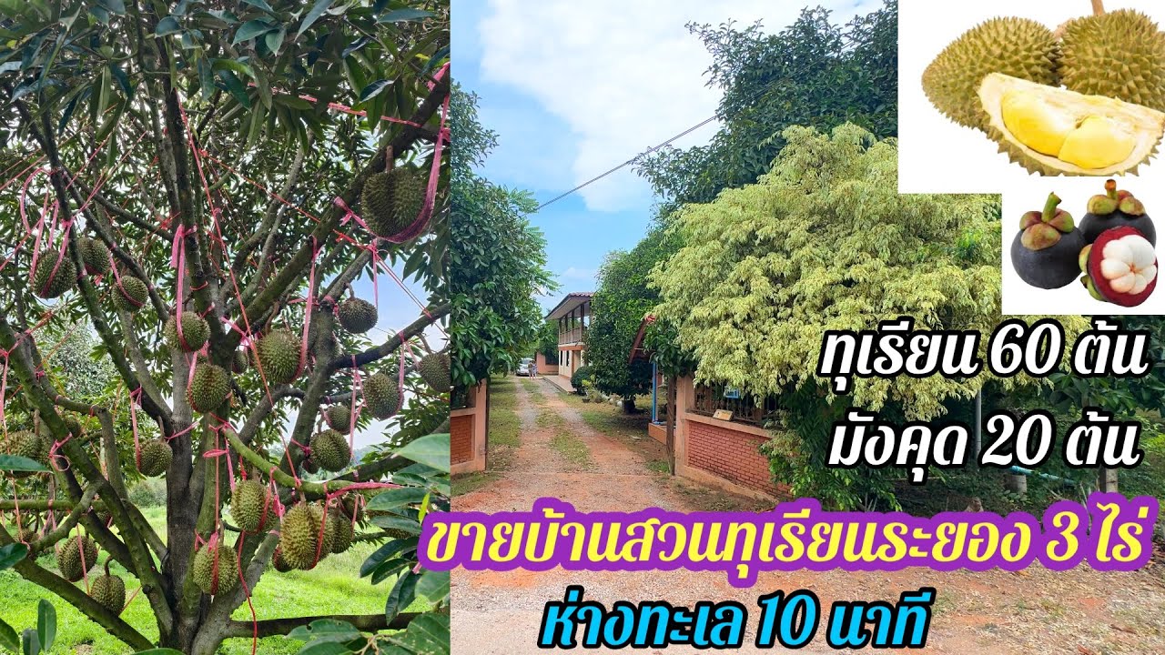 Ep.501 ขายบ้านสวนทุเรียนระยอง 3ไร่ ห่างทะเล10 นาที 0890986866 หนู