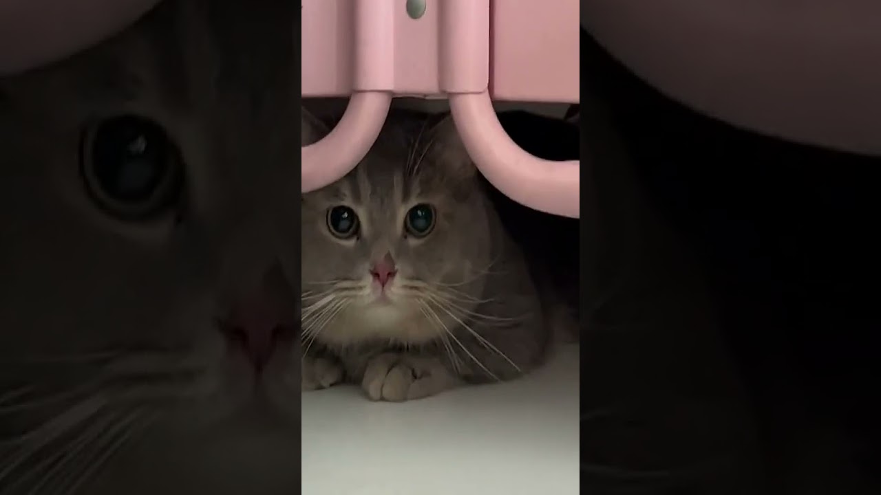 This Cat Acting Like a Fierce Dog &ndash; Hilarious Video!