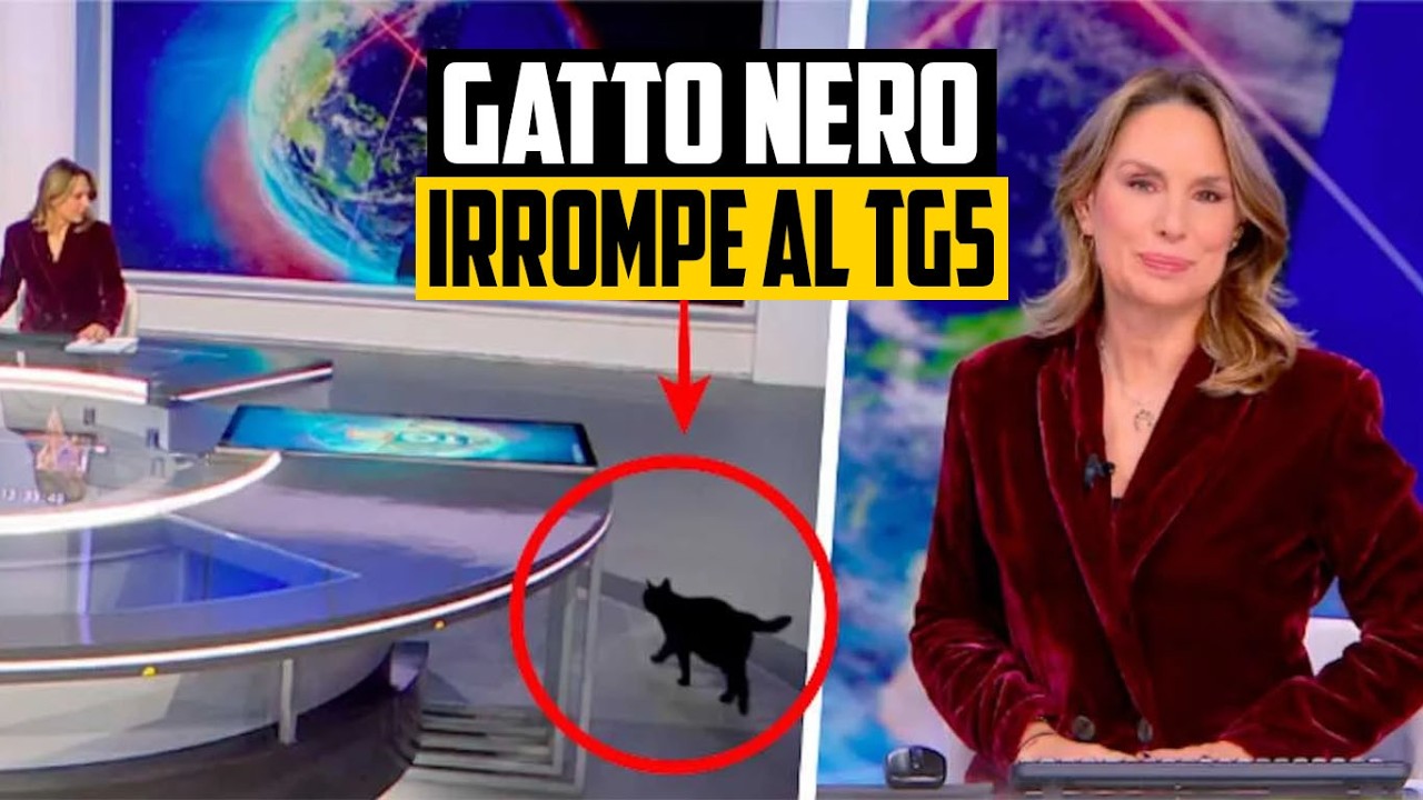 GATTO NERO SI IMBUCA NELLO STUDIO DEL TG5 DURANTE L&rsquo;EDIZIONE DELLE 13: IL VIDEO