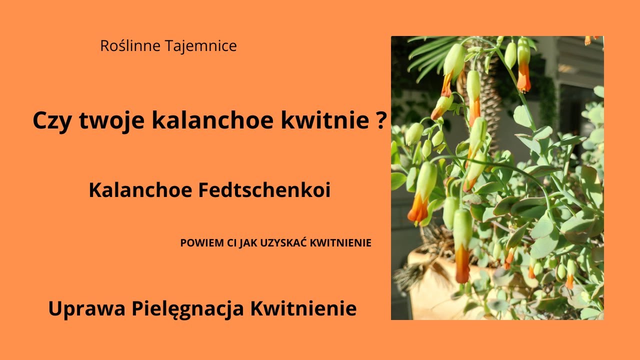 Czy Twoje Kalanchoe kwitnie? .Jak uprawiać kalanchoe ?Uprawa , Kalanchoe@ Roślinne Tajemnice