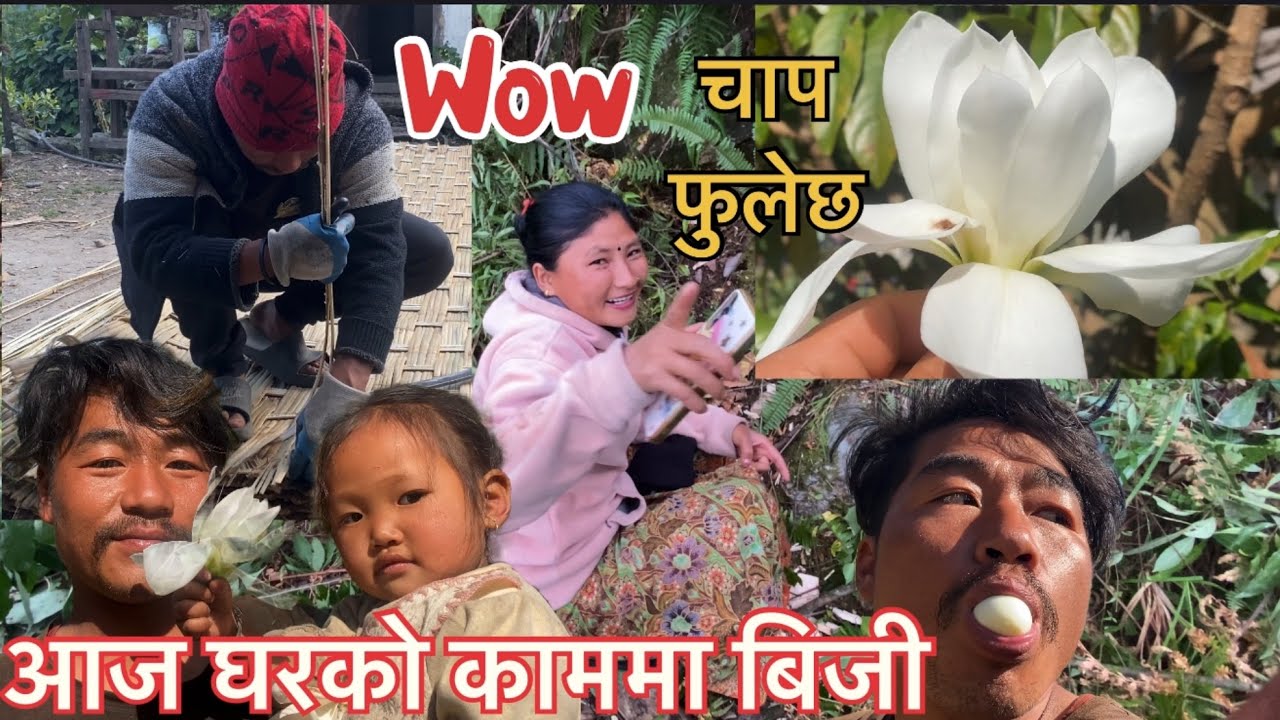 Flower कत्ती छिटो चाप फुलेको यसपाली। साला घरको काम कहीलै नसकिने। House work Village lifestyle.