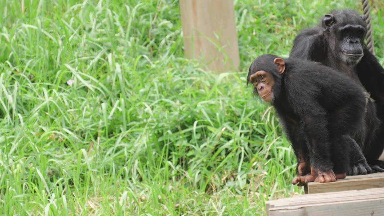 ディルの暴れん坊なスタミナ源はミカンミルク　多摩動物公園　チンパンジー　202506