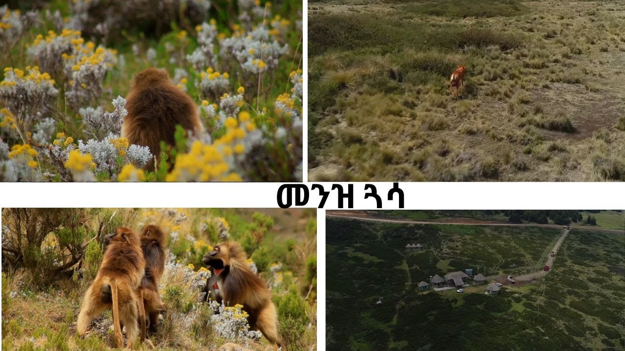 NBC Ethiopia | መንዝ ጓሳ- በአፍሪካ አንጋፋው የማኅበረሰብ ጥብቅ ስፍራ NBC Ethiopia| ጉዞ ኢትዮጵያ | ሄኖክ ስዩም ክፍል አንድ