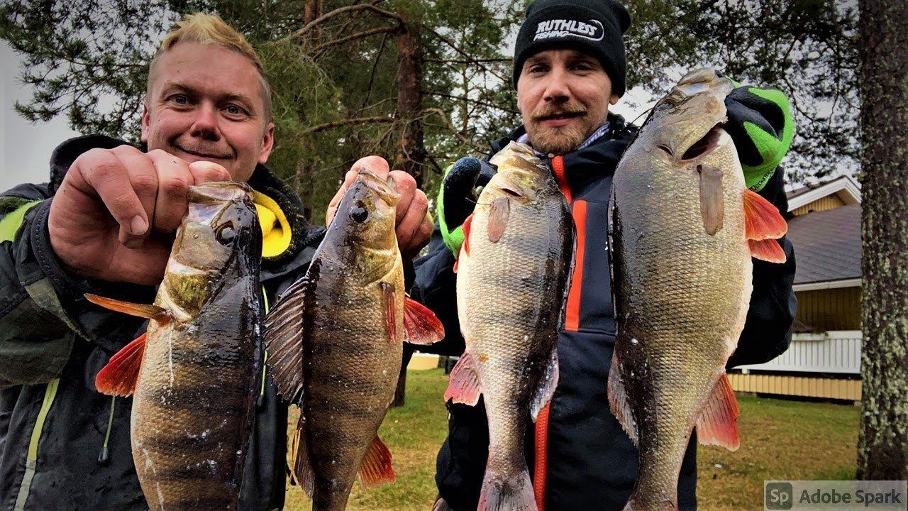 KAUDEN PÄÄTÖS | 13KG AHVENTA JIGILLÄ MATALASTA!