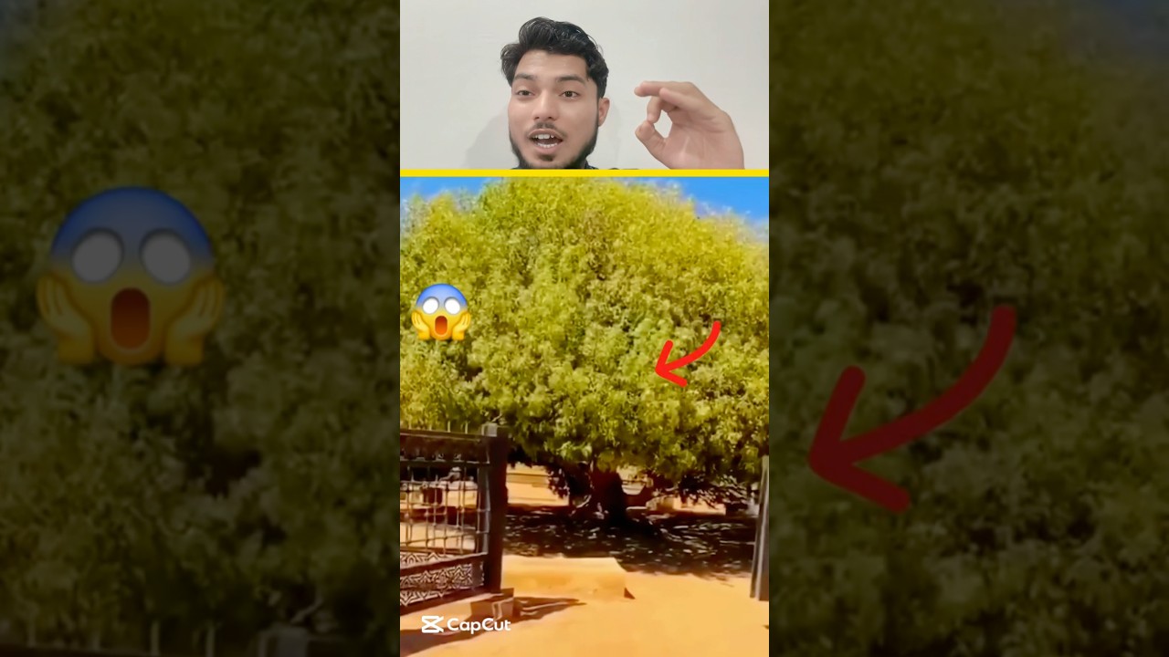 Sahabi Tree 🌲🥰#shortsfeed #mashallah #nabi #sahabi #islamic #islamicknowledge #shorts
