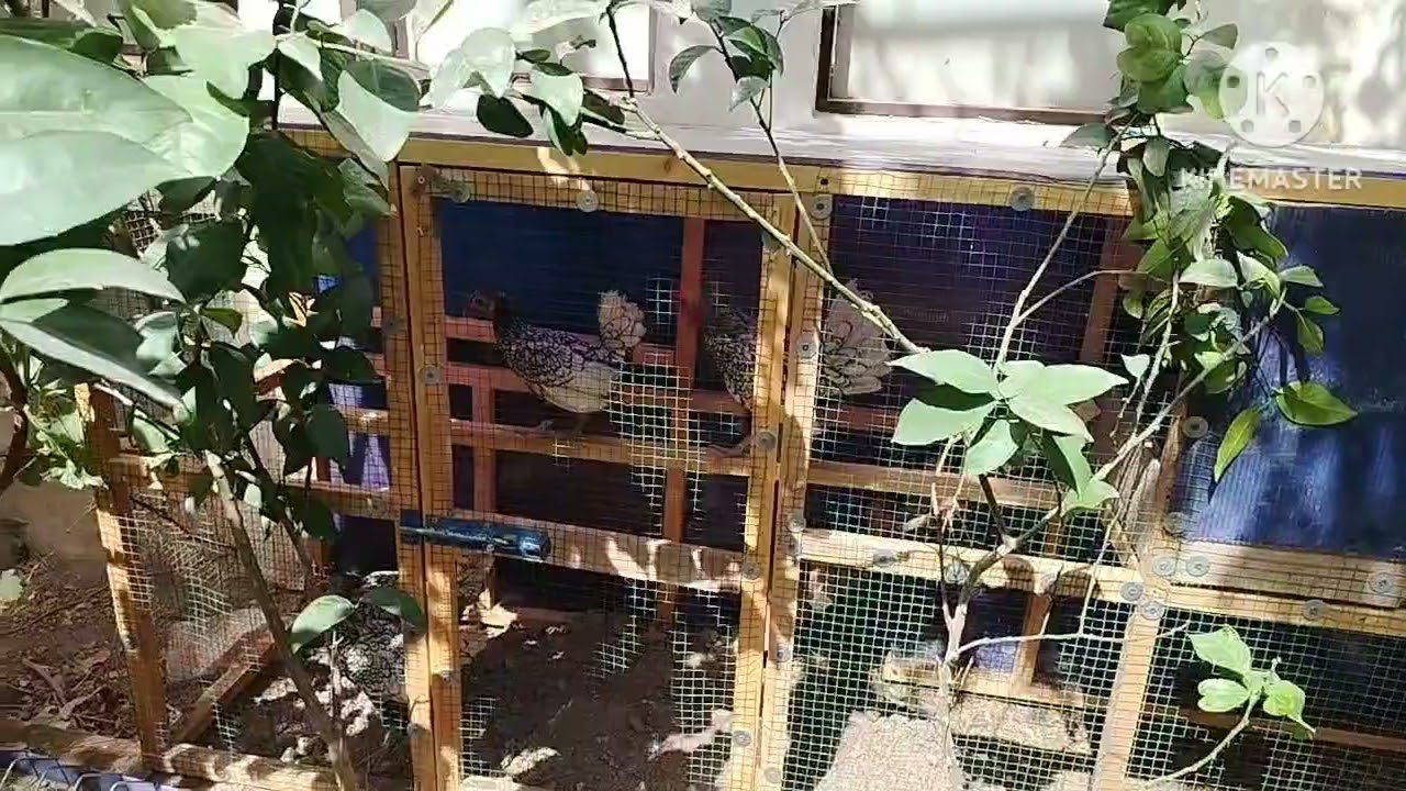 انشاء قفص دجاج مبسط وجميل.. Create a simple and beautiful chicken cage