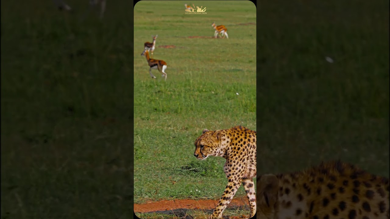 Wildlife Color Grading - Cheetah and Scared Tommy | RAW to GRADE  #wildlifecinematography