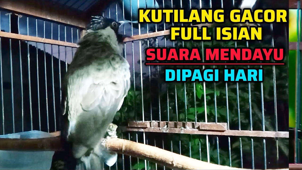 KUTILANG GACOR FULL ISIAN SUARA IDAMAN MENDAYU DAYU DIPAGI HARI
