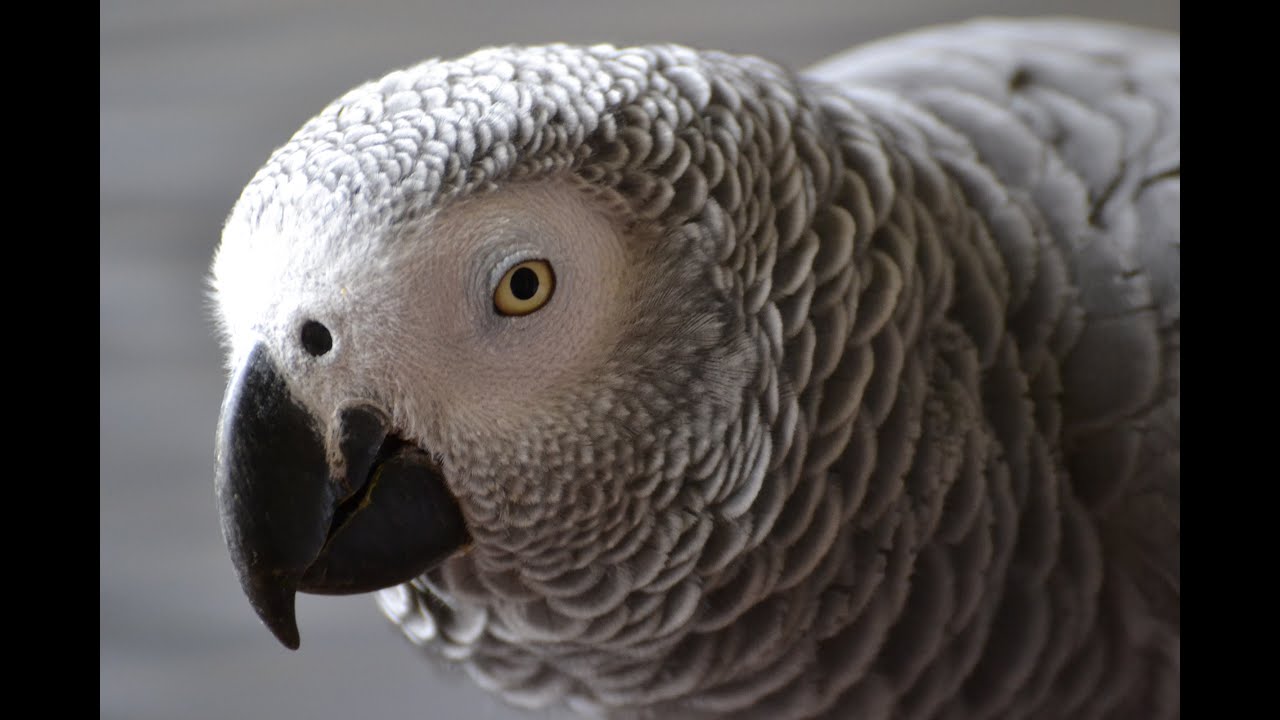 Parrot Aggression:  Dealing With One-Person Birds