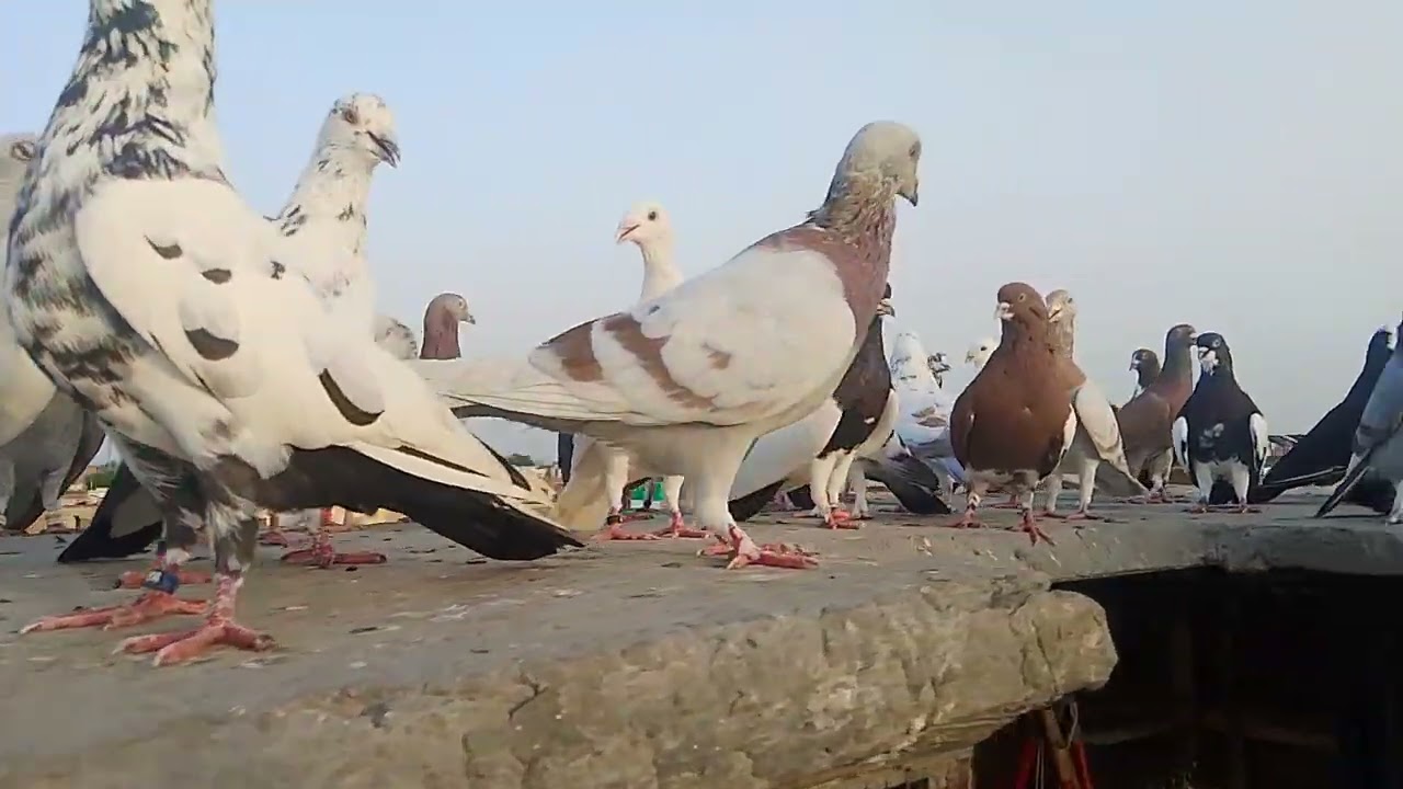 200 کبوتر بمقابلہ 70 کبوتر