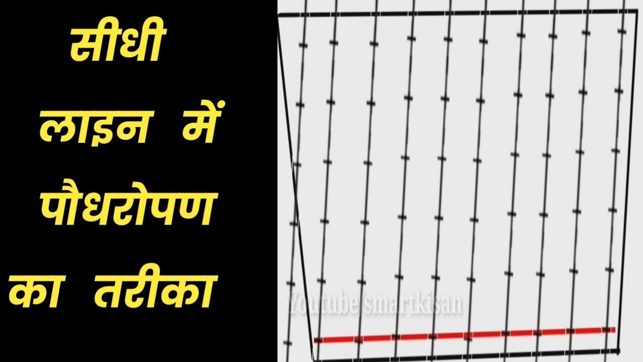 सीधी लाइन में पौधरोपण का आसान तरीका Straight line plantation technique