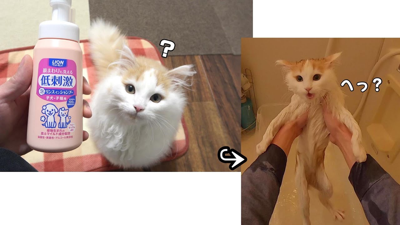 なにか楽しいことが始まると思いきや、まさかのお風呂だったときの子猫さんの悲しみ