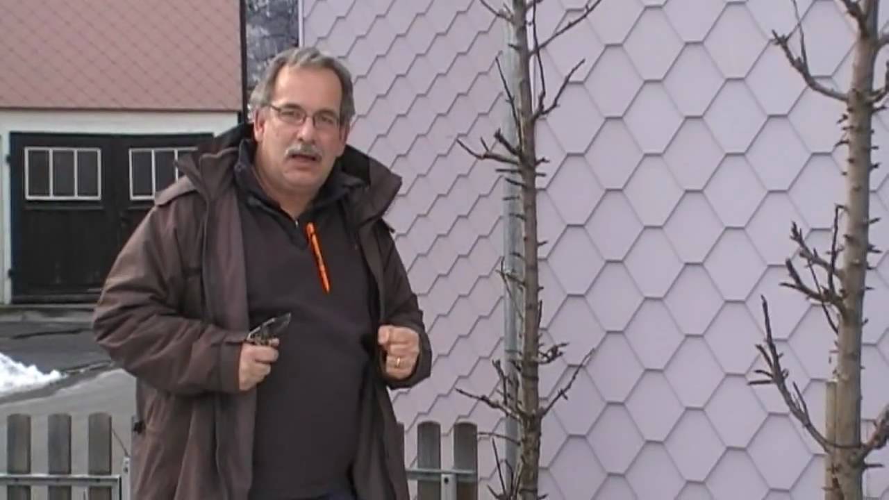 Wie schneide ich Saeulenapfelbaeume