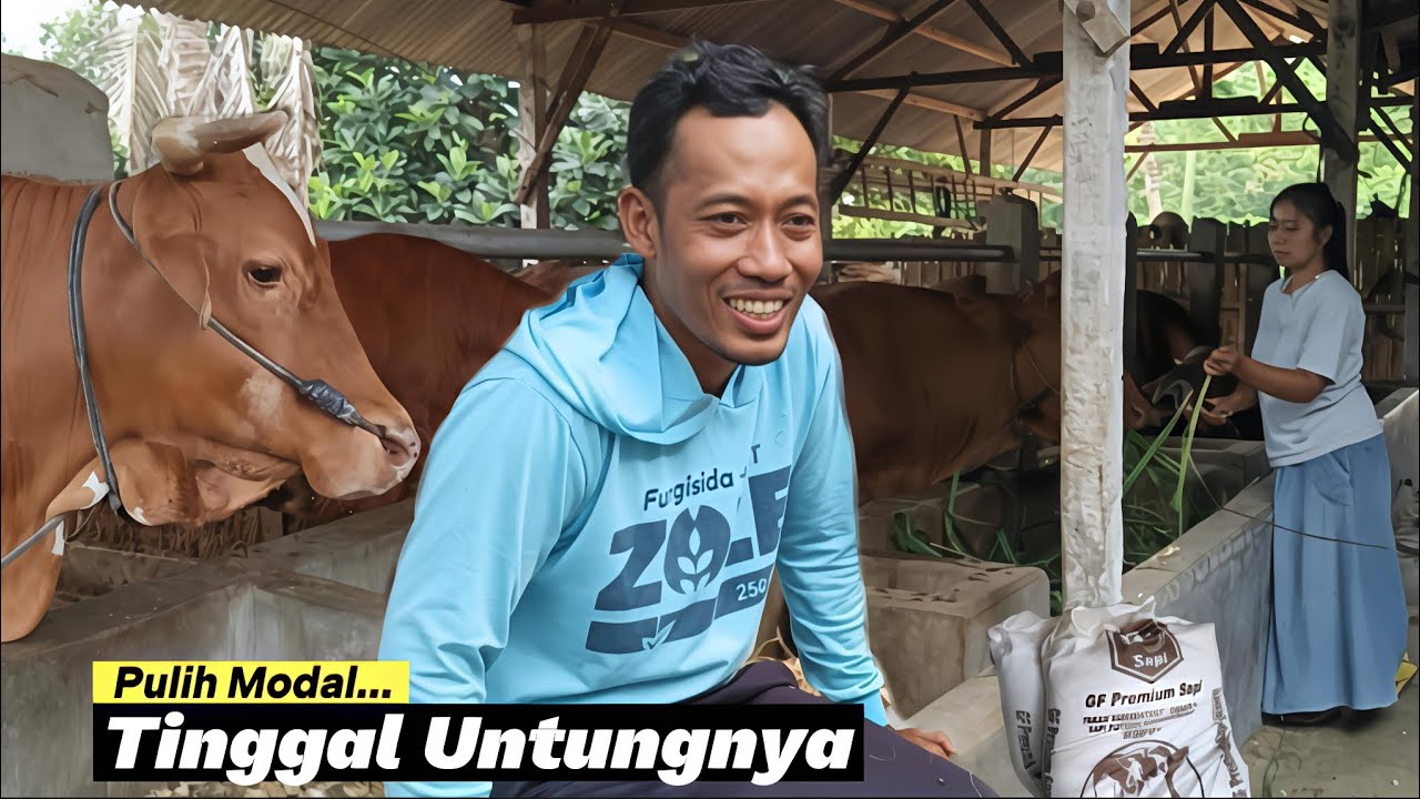 BREEDING SAPI USAHA SAMPINGAN YANG MENYENANGKAN & MENGUNTUNGKAN‼️