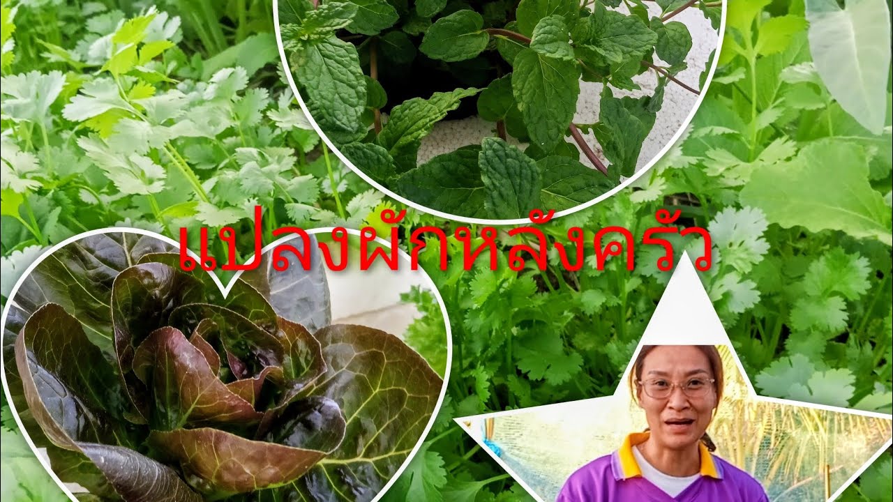 เปลี่ยนพื้นที่รกร้างหลังบ้านให้กลายเป็นสวนปลูกผักแบบมินิฃ