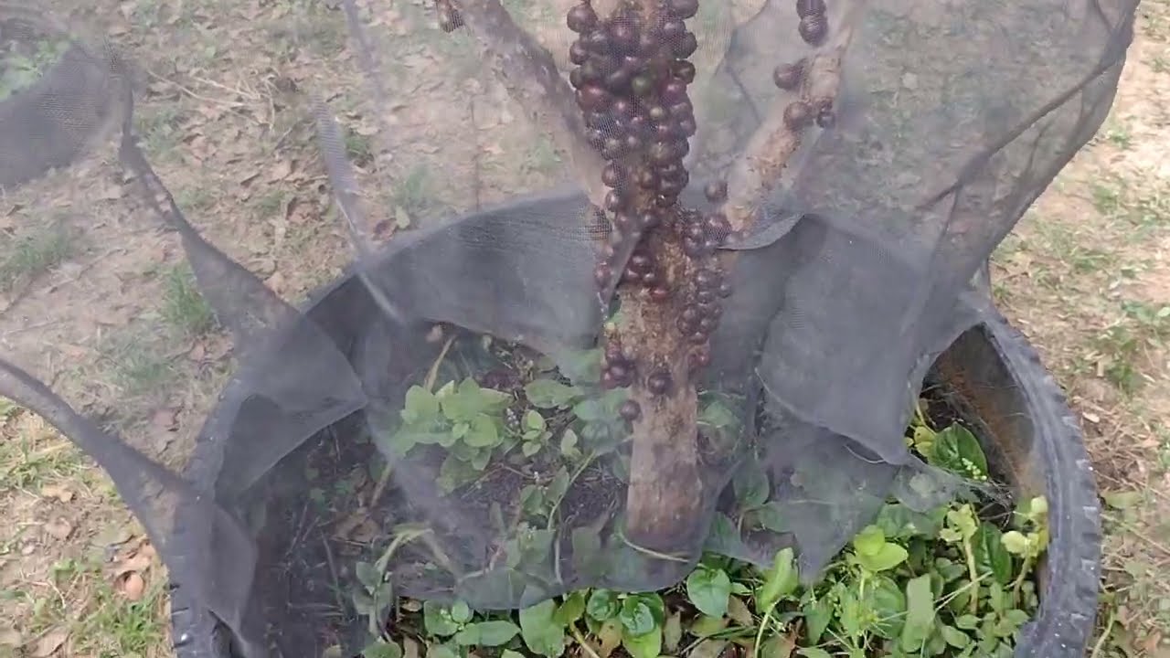 Como proteger suas Jaboticaba dos pássaros