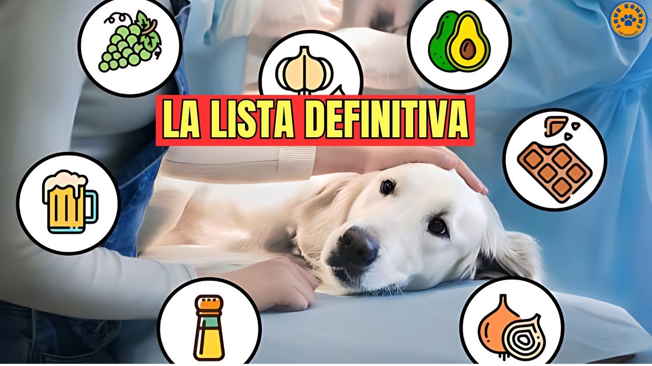 🚨 LA LISTA DEFINITIVA DE 30 ALIMENTOS PROHIBIDOS PARA PERROS 🚨