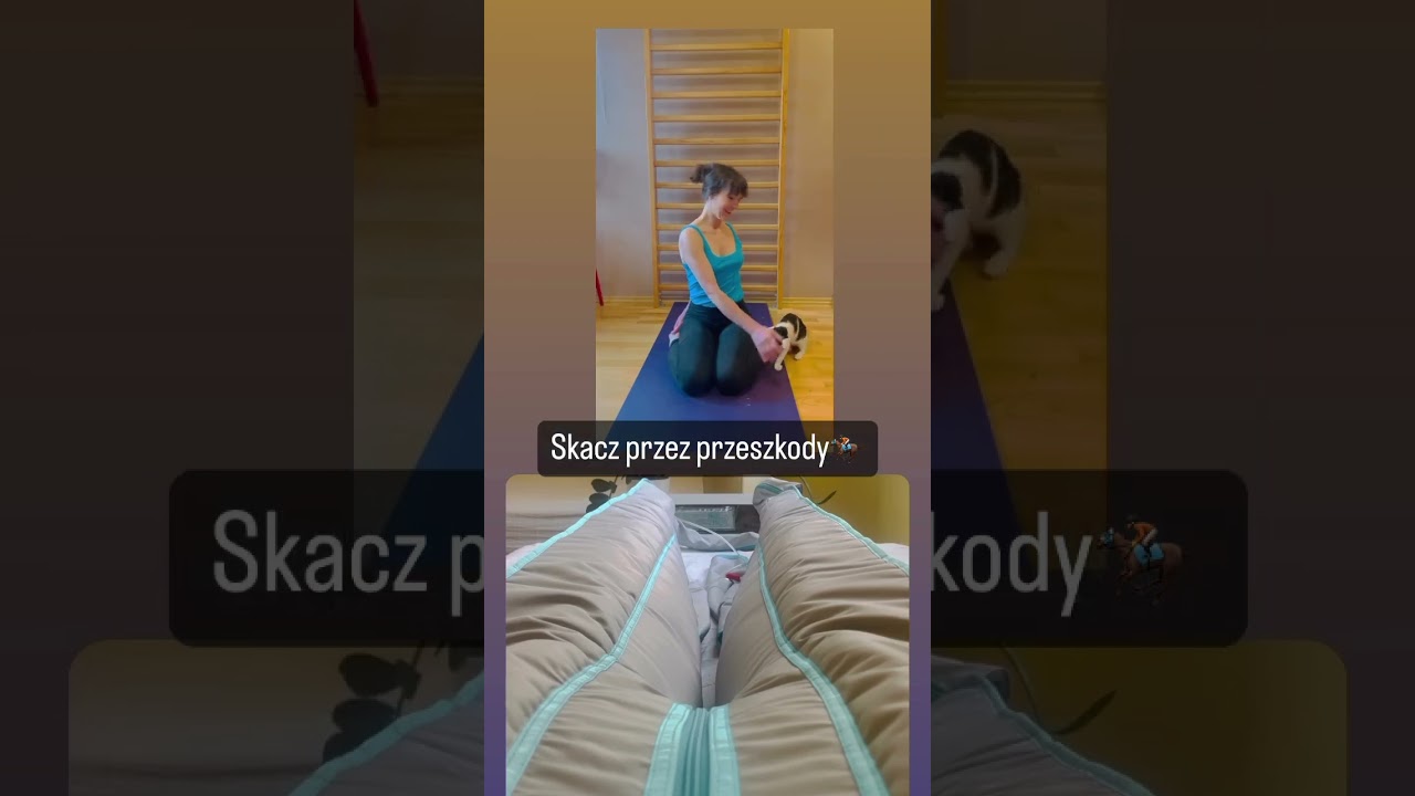 Skacz przez przeszkody 🏇 #skoki #kota #joga #presoterapia #wyzwanie #sukses #cat #catsplaying #yoga