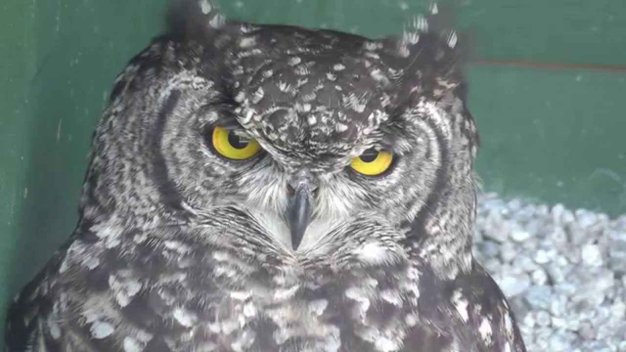 African Spotted Eagle Owl