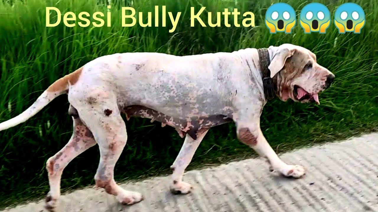 Tulla Bully kutta in panjab | pakistani bully kutta puppies in panjab|Pure Desi Bully Kutta 2021