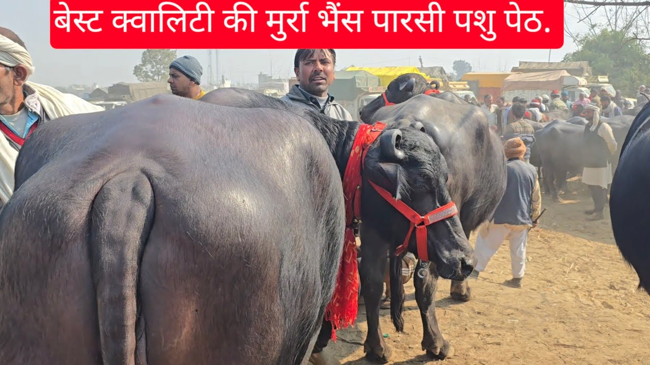 गाभिन भैसो को हरियाणा वाले ले जा रहे है ख़रीद कर पारसी बाजार से  @sikandergujjardairyfarming6128