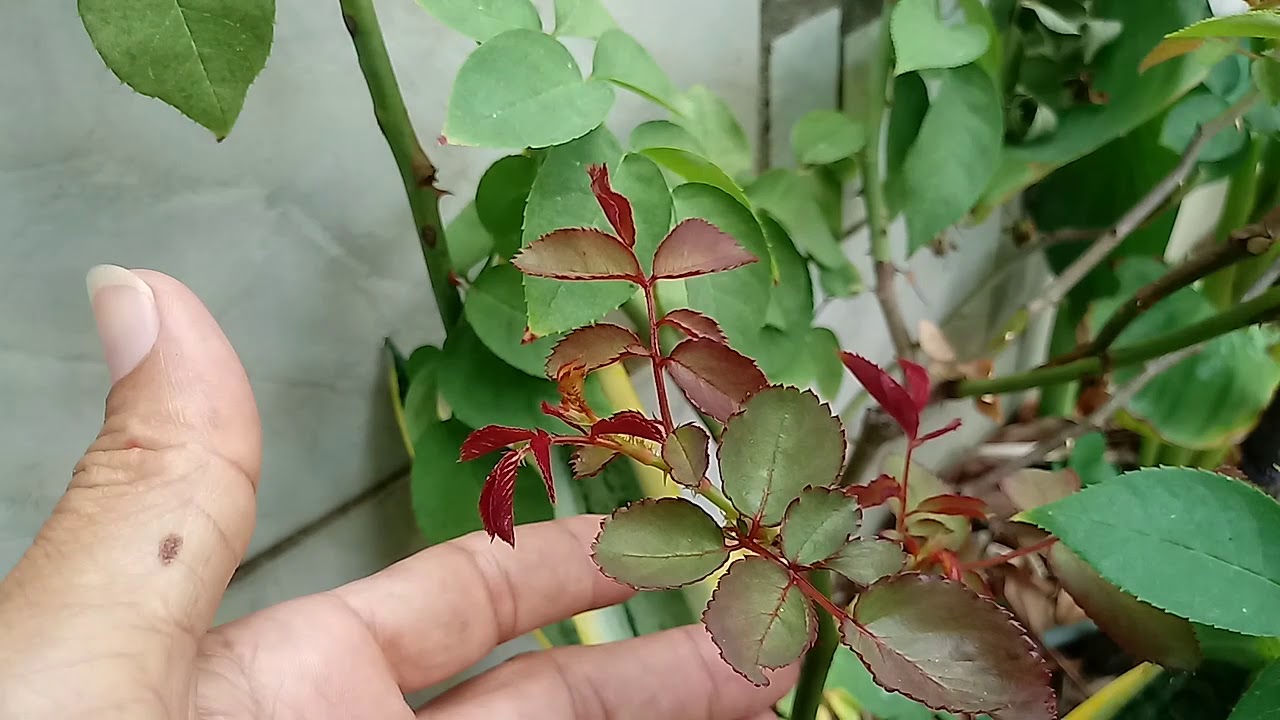 Roseira: enxerto mas fácil de pegar
