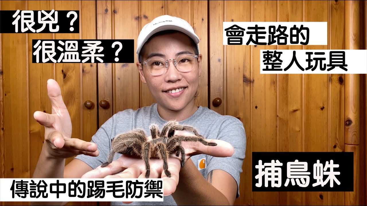 【昆蟲擾西上課了！】會走路的整人玩具 捕鳥蛛 很兇？很溫柔？傳說中的踢毛防禦