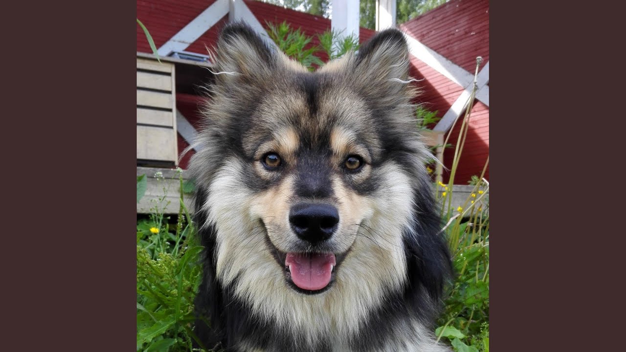 Loistavat syd&auml;met