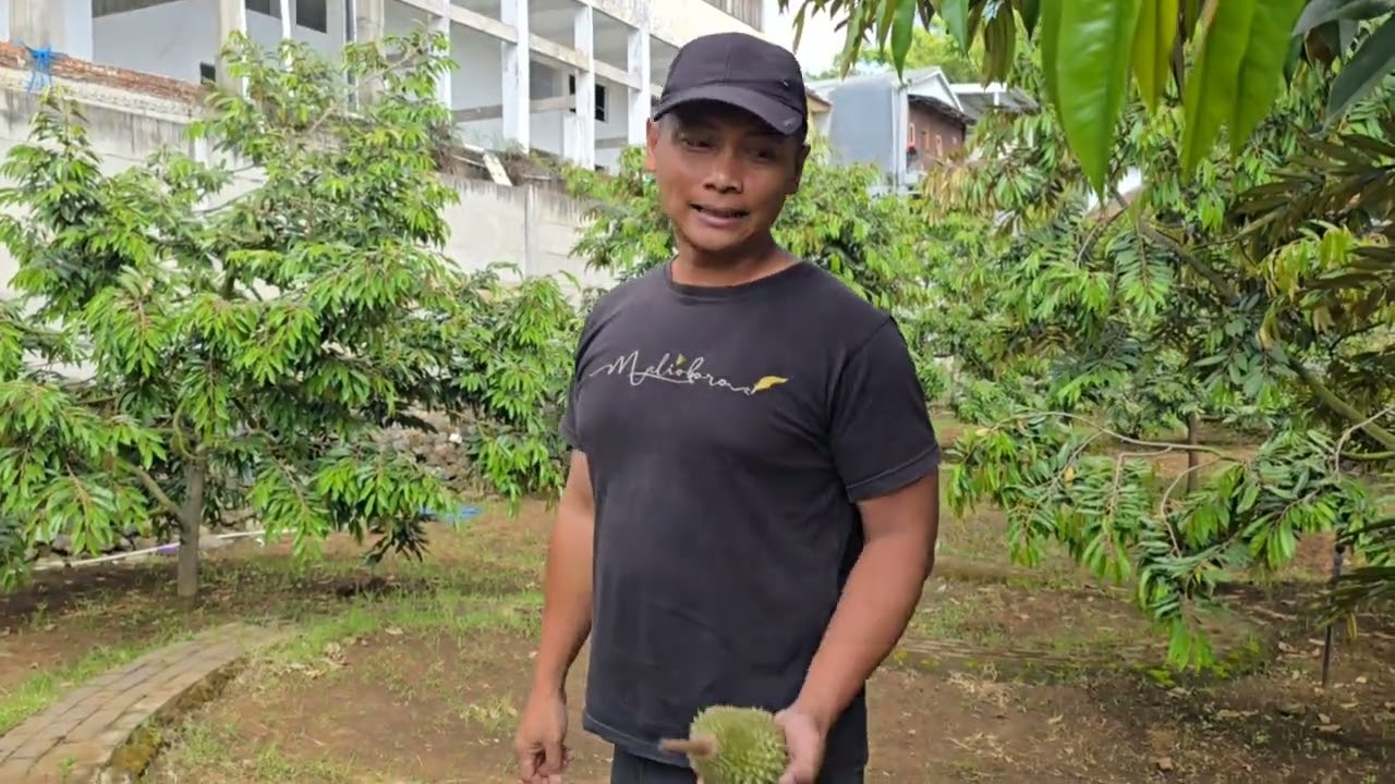 Alhamdulillah Masih Panen Durian Musangking 
