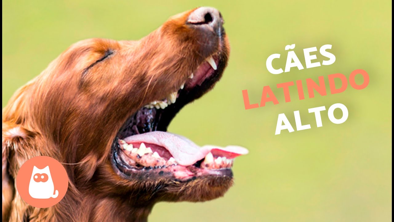 Cachorros LATINDO ALTO 🐶🔊 (Veja como seu C&Atilde;O REAGE)