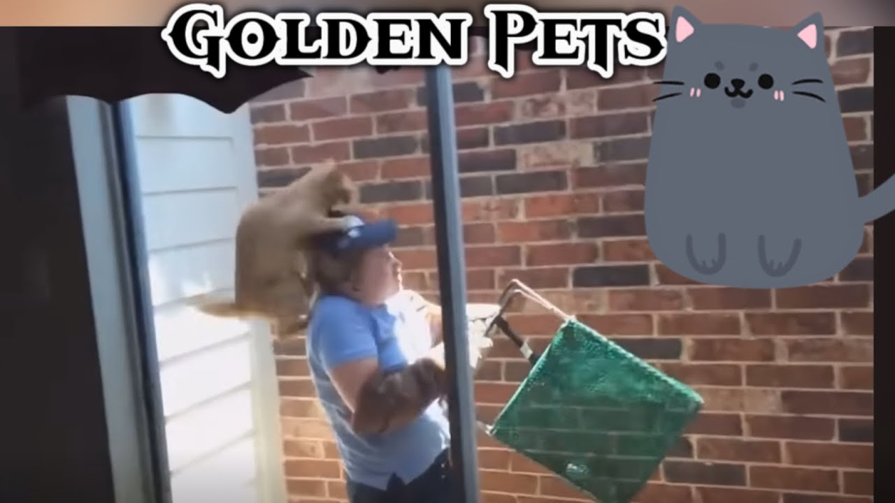These Cats Just Broke the Internet 😂 | Funny Cat Videos 😹😻  