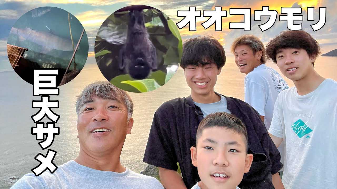 【小笠原父島】サメ・エイ・オオコウモリ、絶景ビーチに展望台！とことん見せますレンタカーで島めぐり