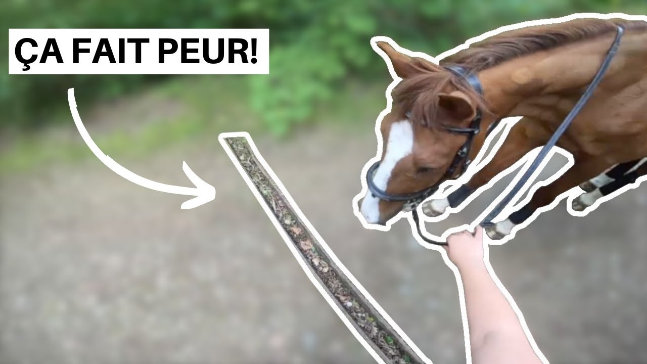 BALADE ⎟ Des chevaux pas courageux 😂